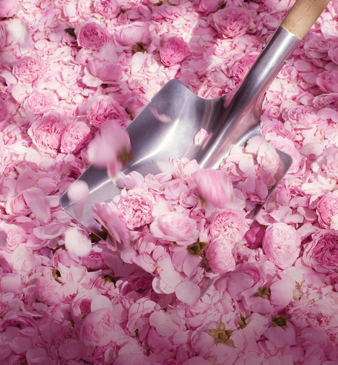 Miss Dior Rose N'Roses: perfume de rosas cintilante e poderoso | DIOR ...