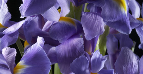 صورة